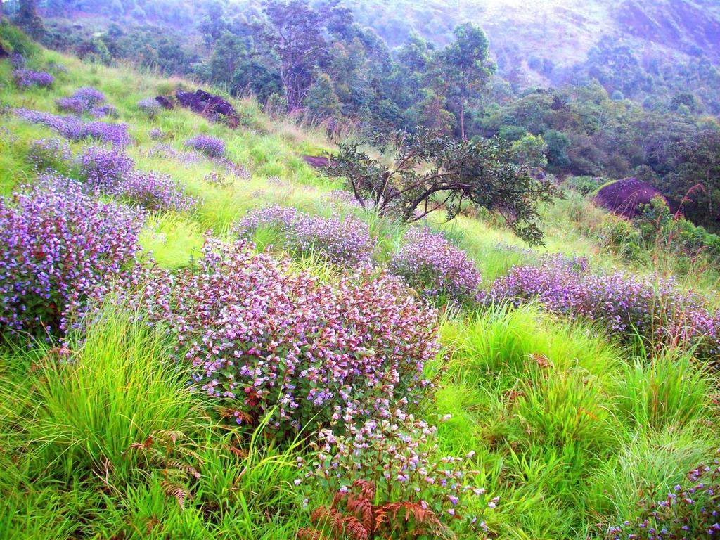 Hotel Elysium Garden Munnar Esterno foto